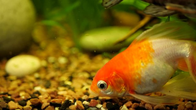 Beautiful GoldFish Swims in in a fish tank or home aquarium. Megalechis thoracata (black marble hoplo)
