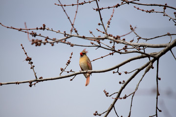 Red Cardinal Northern Female Singing for a Mate