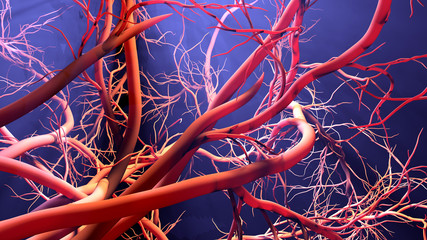 New blood vessel formation