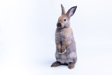 Gray brown fur rabbit Standing with 2 hind legs, On white background, to pet and animal concept.