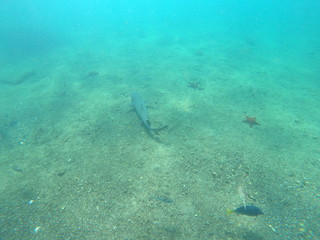 Fototapeta premium Shark