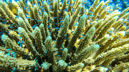 Naklejka na ściany i meble Close up on a coral reef in the region of Komodo Islands, Indonesia. The reef is shimmering with many colors. Numerous school of small neon blue fish hiding in it. Natural ecosystem. Free diving