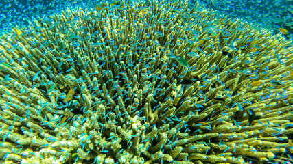 Obraz premium Close up on a coral reef in the region of Komodo Islands, Indonesia. The reef is shimmering with many colors. Numerous school of small neon blue fish hiding in it. Natural ecosystem. Free diving