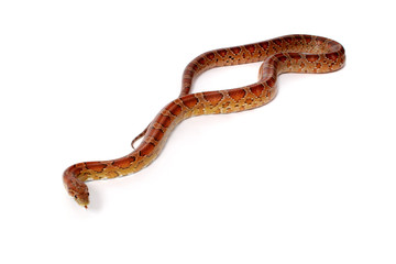 A studio photograph of a corn snake
