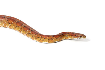 A studio photograph of a corn snake