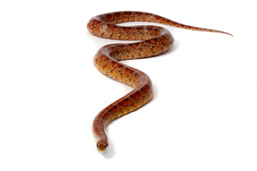 A studio photograph of a corn snake