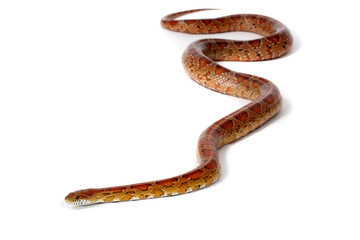 A studio photograph of a corn snake