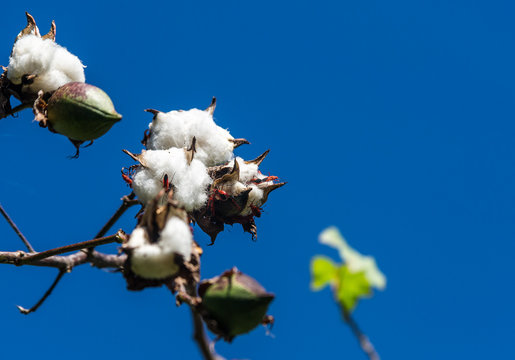 dramatic close up detailed image of cotton tree in dominican republic with insects invation.