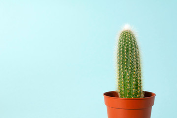 One small cactus in orange pot at blue background. Minimal modern lifestyle.