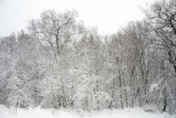 Impressionistic Style Artwork of a Winter Forest