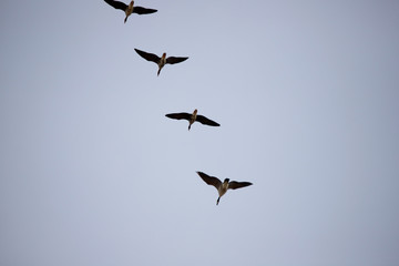 Geese Migration in Spring in Nebraska