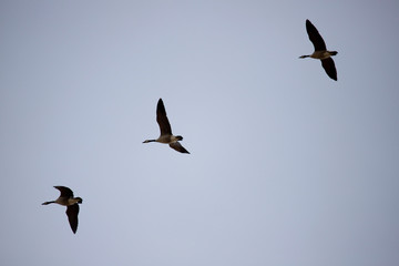 Geese Migration in Spring in Nebraska