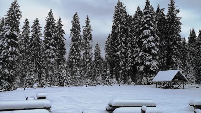 Left side pan view of magical countryside barn and spruce forest covered in snow