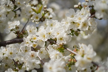 Spring with a beautiful blooming cherry garden. Working bees in the background.
