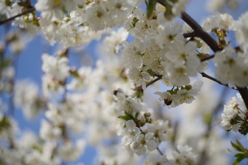 Spring with a beautiful blooming cherry garden. Working bees in the background.