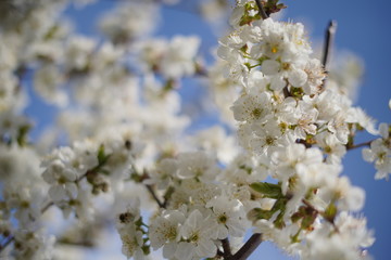 Spring with a beautiful blooming cherry garden. Working bees in the background.