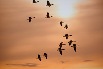 Geese Flying During Sunset Migration in the Spring