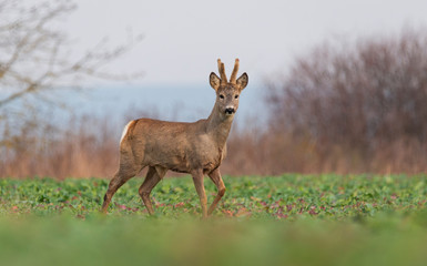 Curious roe deer standing in the field
