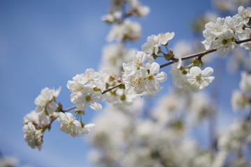 Spring with a beautiful blooming cherry garden. Working bees in the background.