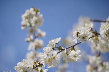 Spring with a beautiful blooming cherry garden. Working bees in the background.
