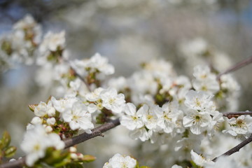 Spring with a beautiful blooming cherry garden. Working bees in the background.