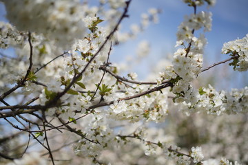Spring with a beautiful blooming cherry garden. Working bees in the background.