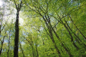 Impressionistic Style Artwork of Tall Springtime Trees Reaching for the Sky