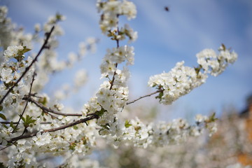 Spring with a beautiful blooming cherry garden. Working bees in the background.