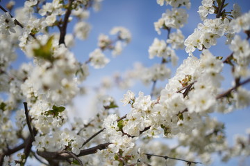 Obraz premium Spring with a beautiful blooming cherry garden. Working bees in the background.