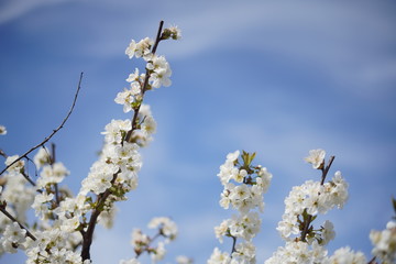 Spring with a beautiful blooming cherry garden. Working bees in the background.