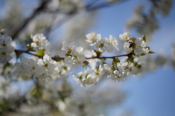 Spring with a beautiful blooming cherry garden. Working bees in the background.