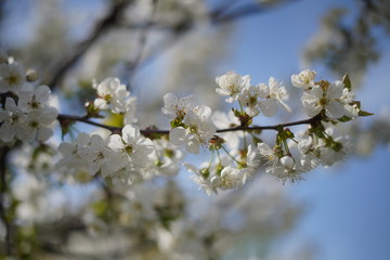Obraz premium Spring with a beautiful blooming cherry garden. Working bees in the background.