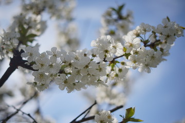 Spring with a beautiful blooming cherry garden. Working bees in the background.