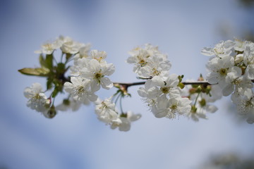 Spring with a beautiful blooming cherry garden. Working bees in the background.