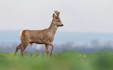 Gordijnen Curious roe deer standing in the field © Kozma