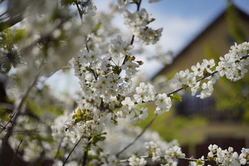 Spring with a beautiful blooming cherry garden. Working bees in the background.