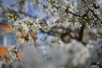 Spring with a beautiful blooming cherry garden. Working bees in the background.