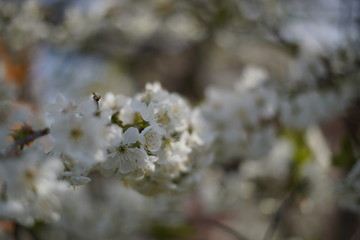 Spring with a beautiful blooming cherry garden. Working bees in the background.