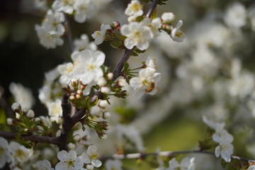 Spring with a beautiful blooming cherry garden. Working bees in the background.