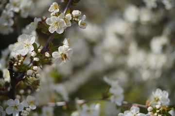 Spring with a beautiful blooming cherry garden. Working bees in the background.