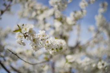 Spring with a beautiful blooming cherry garden. Working bees in the background.
