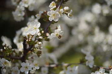 Spring with a beautiful blooming cherry garden. Working bees in the background.