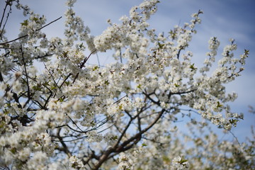 Spring with a beautiful blooming cherry garden. Working bees in the background.