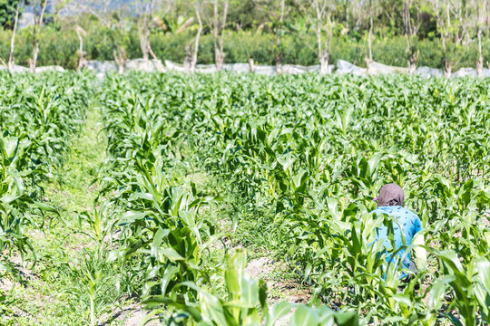 dramatic image of a corn field with farm worker high in the caribbean mountains of the domin ican republic.