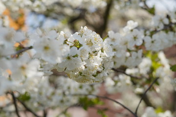 Spring with a beautiful blooming cherry garden. Working bees in the background.