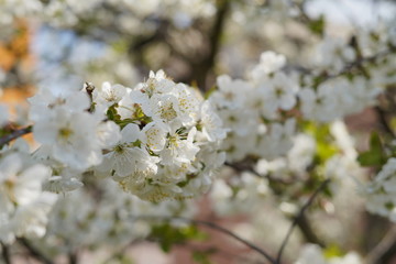 Spring with a beautiful blooming cherry garden. Working bees in the background.