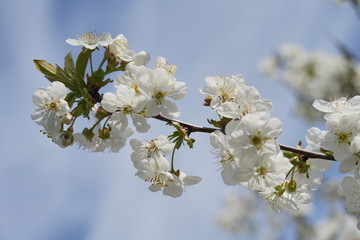Spring with a beautiful blooming cherry garden. Working bees in the background.