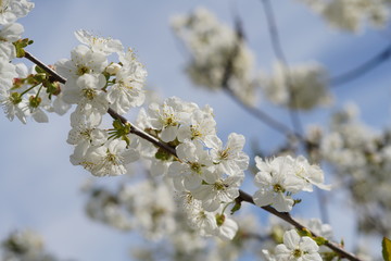 Spring with a beautiful blooming cherry garden. Working bees in the background.