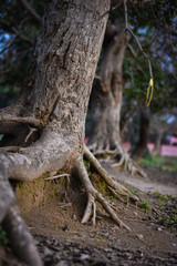 closeup of a old tree in the forest
