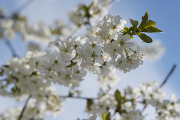 Spring with a beautiful blooming cherry garden. Working bees in the background.